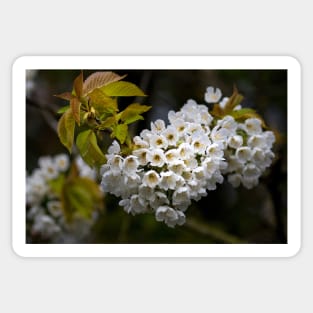 Japanese Cherry blossom in a shaft of light Sticker